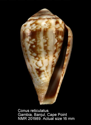 Conus reticulatus.jpg - Conus reticulatus Born,1778